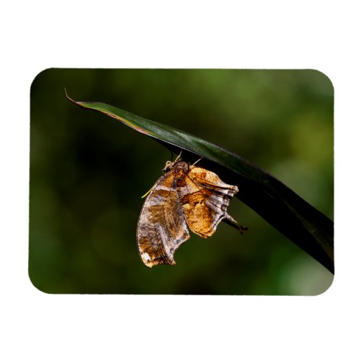 Fragezeichen-Schmetterling Magnet (Horizontal)