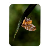 Fragezeichen-Schmetterling Magnet (Vertikal)