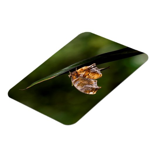 Fragezeichen-Schmetterling Magnet (Linke Seite)