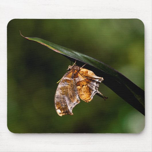 Fragezeichen-Schmetterling Mousepad (Vorne)