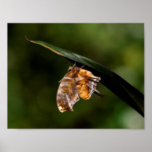Fragezeichen-Schmetterling Poster