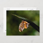 Fragezeichen-Schmetterling Postkarte (Vorne/Hinten)