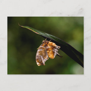 Fragezeichen-Schmetterling Postkarte