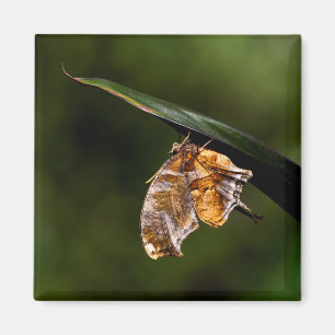 Fragezeichenschmetterling Magnet