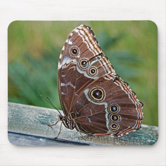 Fragile Beauty Mousepad (Vorne)