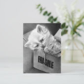 Fragile Kitty Box Postkarte (Stehend Vorderseite)