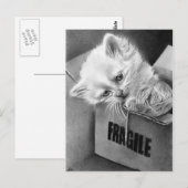 Fragile Kitty Box Postkarte (Vorne/Hinten)