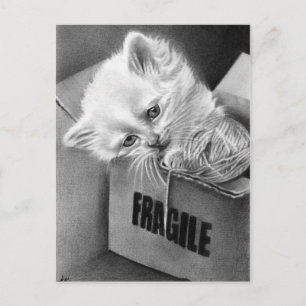Fragile Kitty Box Postkarte