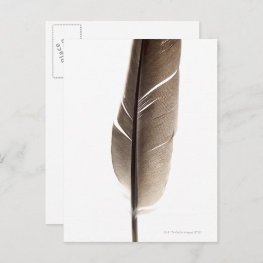 Fragile weiße Feder Postkarte (Vorne/Hinten)