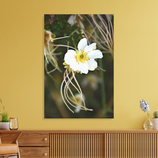 Fragile Wüste Bloom Leinwanddruck (Insitu (Wohnzimmer))