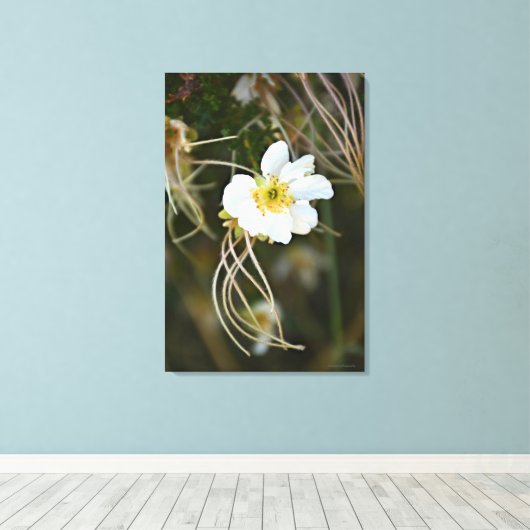 Fragile Wüste Bloom Leinwanddruck (Insitu (Holzboden))