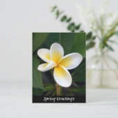 Fragipani-Blume, Frühjahrsgrüße, Natur Postkarte (Stehend Vorderseite)