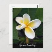 Fragipani-Blume, Frühjahrsgrüße, Natur Postkarte (Vorne/Hinten)