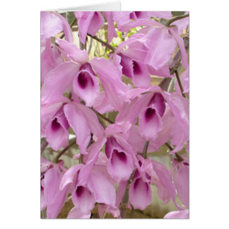 Fragrant Fairies