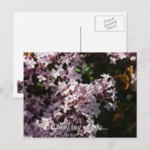 Fragrant Lilac denken Sie an Ihre Postkarte (Vorne/Hinten)
