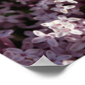 Fragrant Lilac Poster (Ecke)