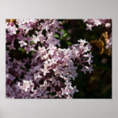 Fragrant Lilac Poster (Vorne)