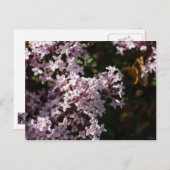 Fragrant Lilac Postkarte (Vorne/Hinten)
