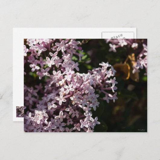 Fragrant Lilac Postkarte (Vorne/Hinten)