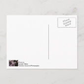 Fragrant Lilac Postkarte (Rückseite)