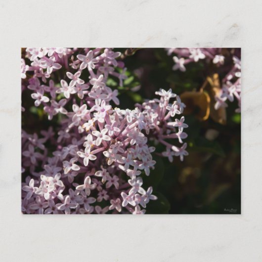 Fragrant Lilac Postkarte (Vorderseite)