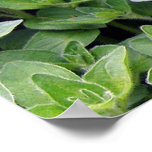Fragrant Oregano Poster (Ecke)