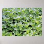 Fragrant Oregano Poster (Vorne)