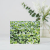 Fragrant Oregano Postkarte (Stehend Vorderseite)