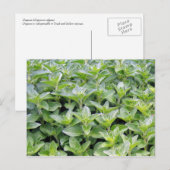 Fragrant Oregano Postkarte (Vorne/Hinten)