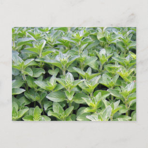 Fragrant Oregano Postkarte
