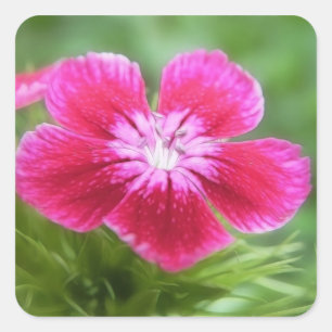 Fragrant Pink Sweet William Blossom Quadratischer Aufkleber