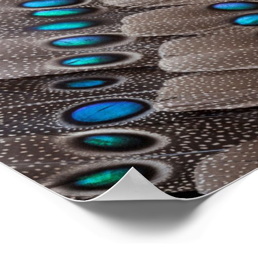 Fraktal Design Pheasant Feather Poster (Ecke)