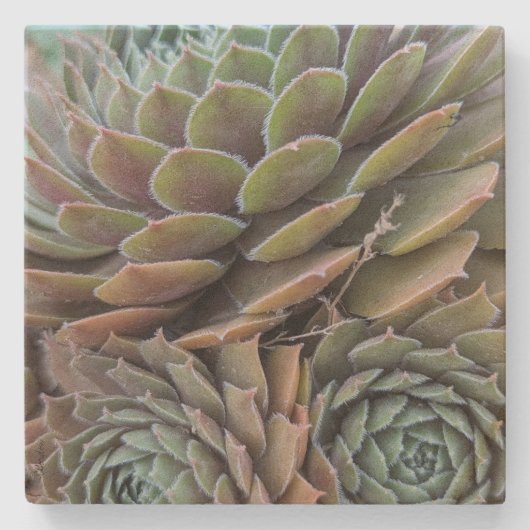 Fraktal Succulents Steinuntersetzer (Vorderseite)