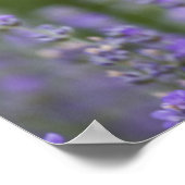 France, Provence. Lone poppy in field of Poster (Ecke)