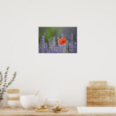 France, Provence. Lone poppy in field of Poster (Küche)