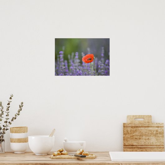 France, Provence. Lone poppy in field of Poster (Küche)