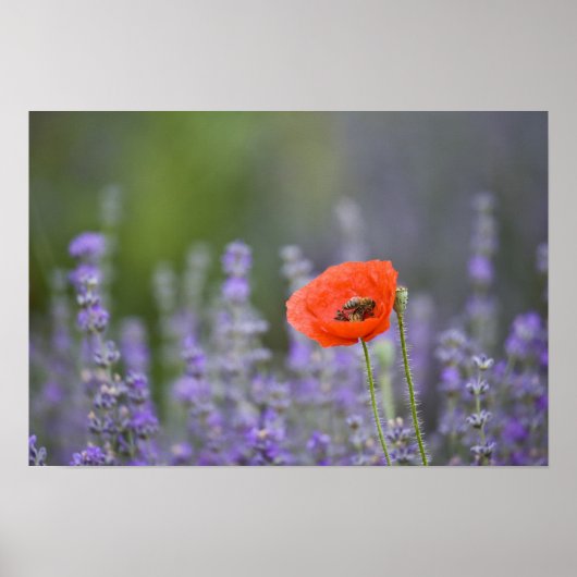 France, Provence. Lone poppy in field of Poster (Vorne)