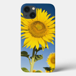France, Provence, Valensole. Sunflowers stand Case-Mate iPhone Hülle