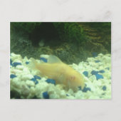 Francis der Albino Postkarte (Vorderseite)