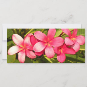 Frangipani