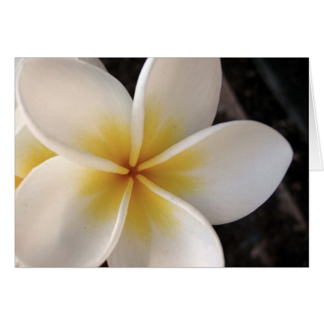 Frangipani (Vorderseite (Horizontal))