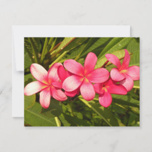 Frangipani