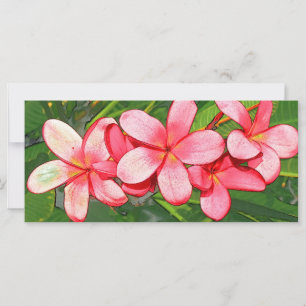 Frangipani