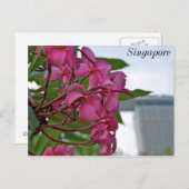 Frangipani Blossom an der Bucht Postkarte (Vorne/Hinten)