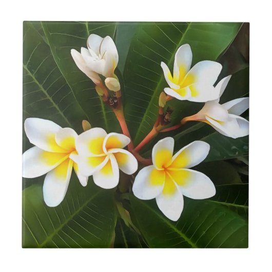 Frangipani Blossom Cluster Artistic Style Fliese (Vorderseite)