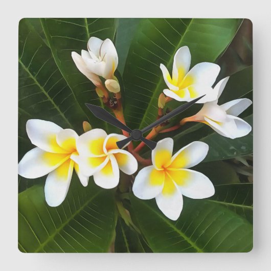 Frangipani Blossom Cluster Artistic Style Quadratische Wanduhr (Vorderseite)