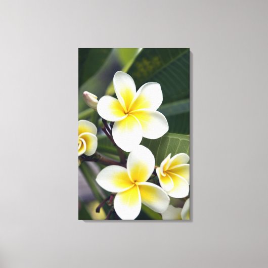 Frangipani Blume Cook Islands Leinwanddruck (Vorderseite)