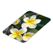 Frangipani Blume Cook Islands Magnet (Linke Seite)