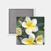 Frangipani Blume Cook Islands Magnet (Vorderseite/Rückseite)