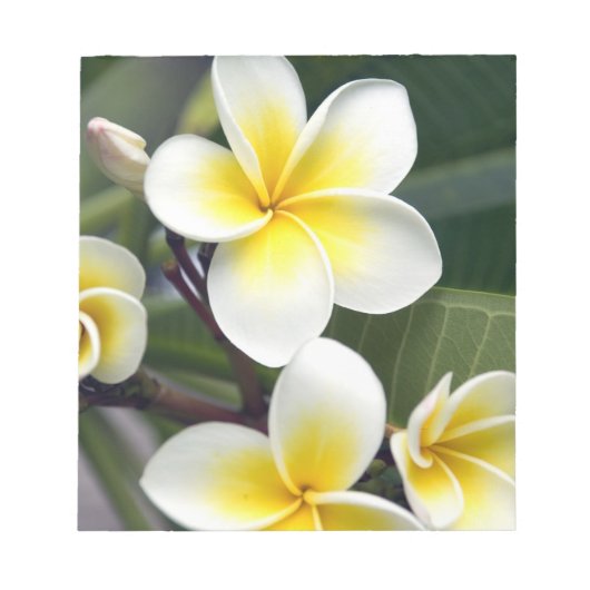 Frangipani Blume Cook Islands Notizblock (Vorderseite)
